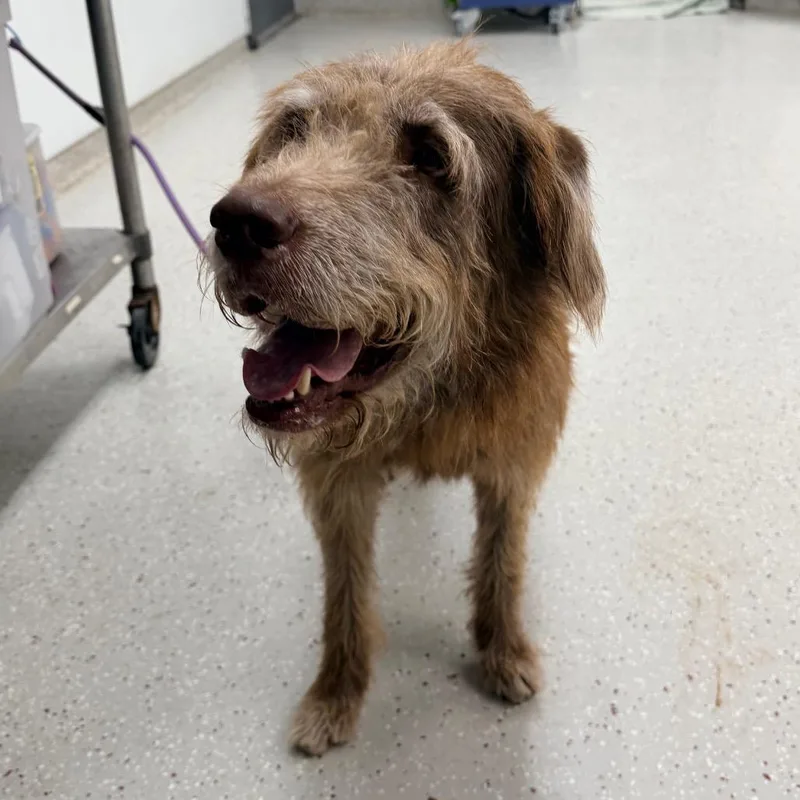 An adult large-sized male White / Cream Standard Poodle dog named Berry for adoption in Indianapolis, IN