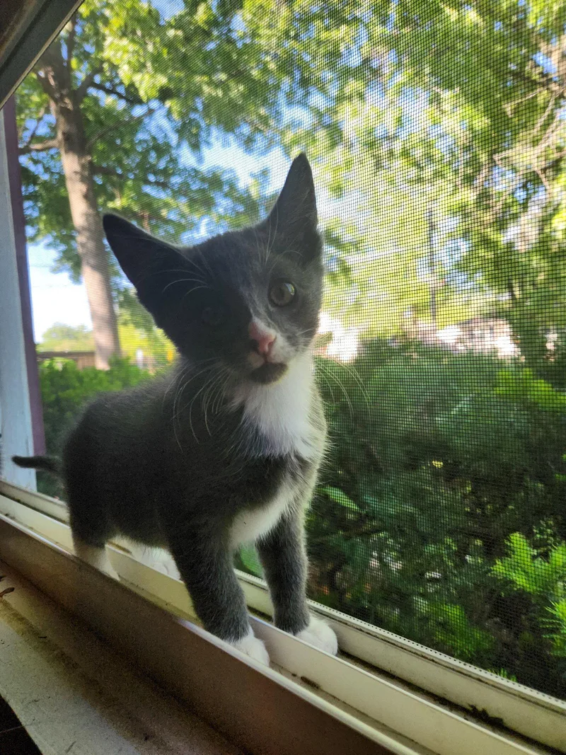 A baby medium-sized male Gray & White Domestic Short Hair cat named Lou Malnati for adoption in Wheaton, IL
