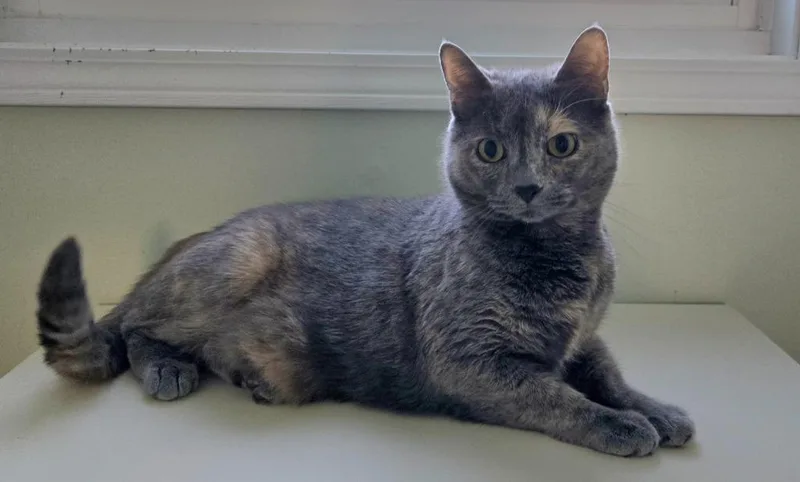 An adult small-sized female Domestic Short Hair cat named Sadie for adoption in Ballwin, MO