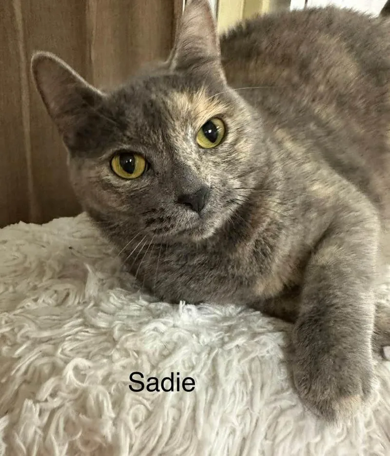 Sadie thumbnail 2