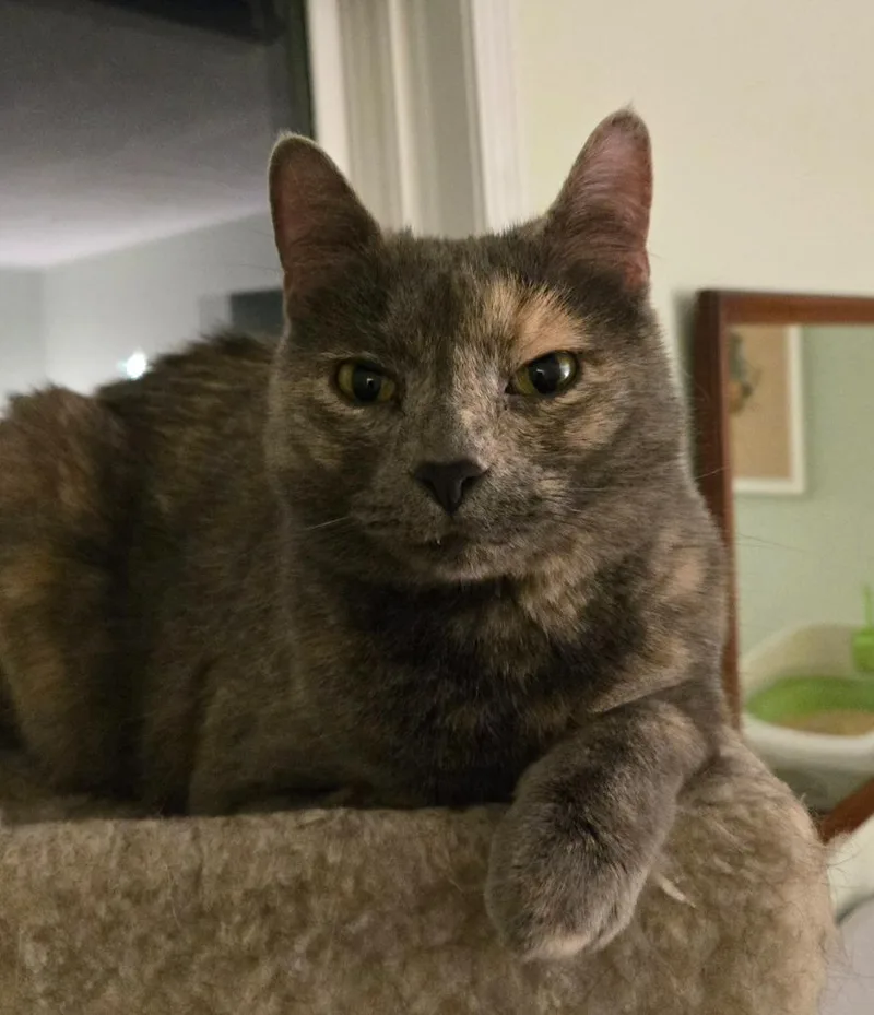 Sadie thumbnail 6