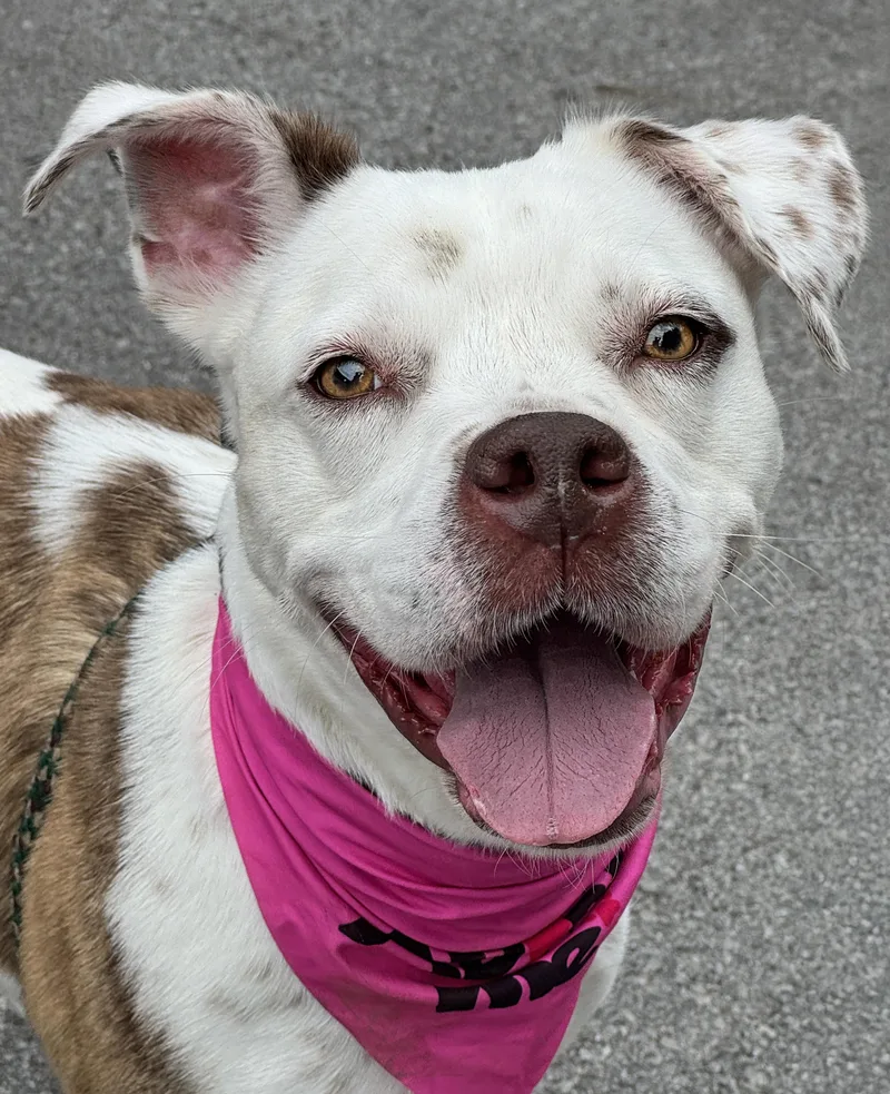 An adult medium-sized female Brindle Pit Bull Terrier dog named Bean for adoption in Anderson, IN