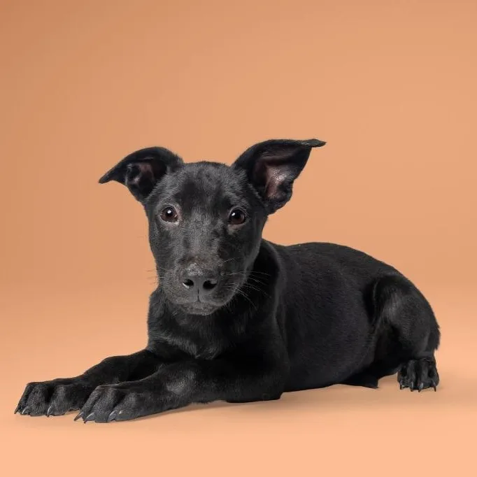 A young large-sized male Shepherd dog named Fang for adoption in Tyler, TX