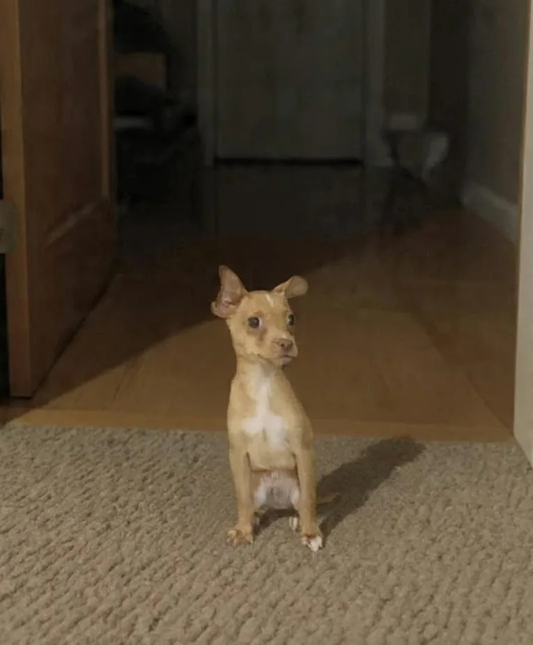 A baby small-sized male Chihuahua dog named Geronimo for adoption in Wakefield, RI