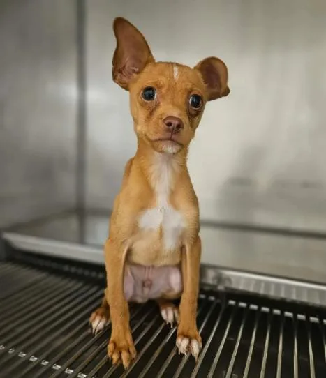 Geronimo thumbnail 2