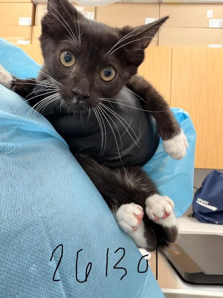 A baby medium-sized male Domestic Short Hair cat named Bob for adoption in Hartsville, SC