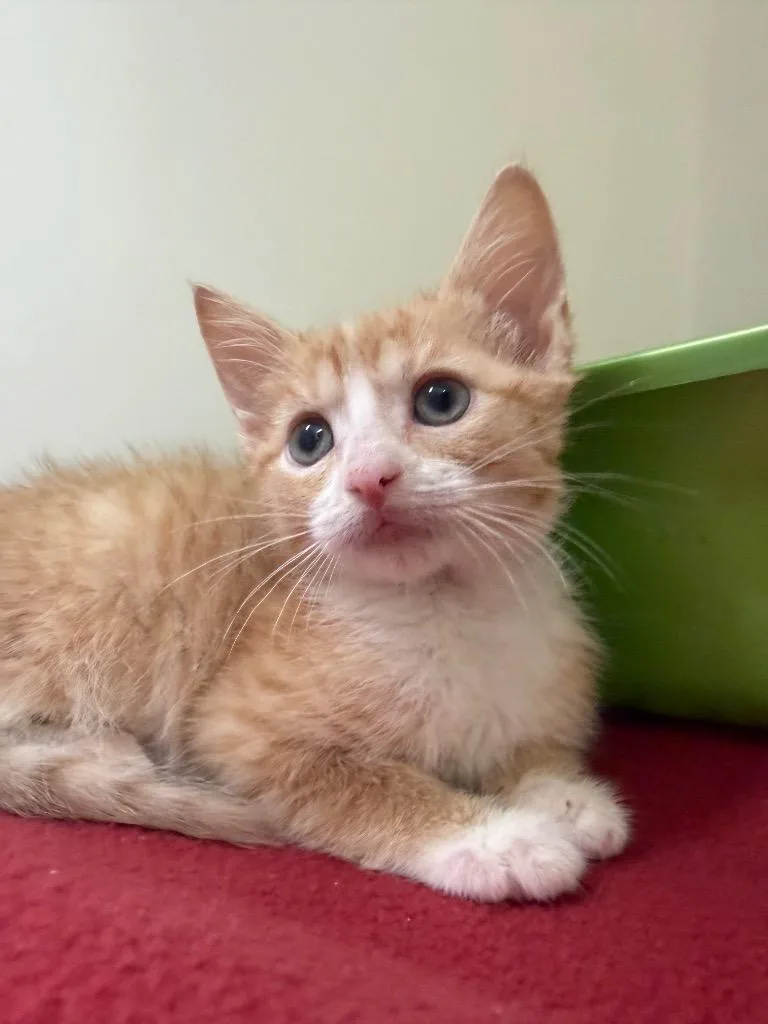 A baby medium-sized male Domestic Short Hair cat named Breezy for adoption in Pomona, NY