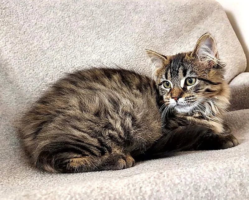 A baby medium-sized female Domestic Medium Hair cat named Amy for adoption in Falls Creek, PA