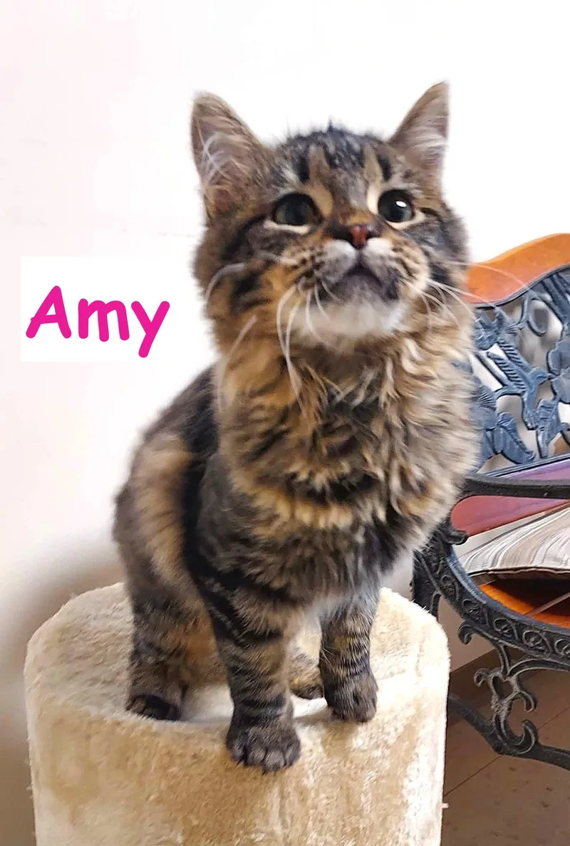 Amy thumbnail 2