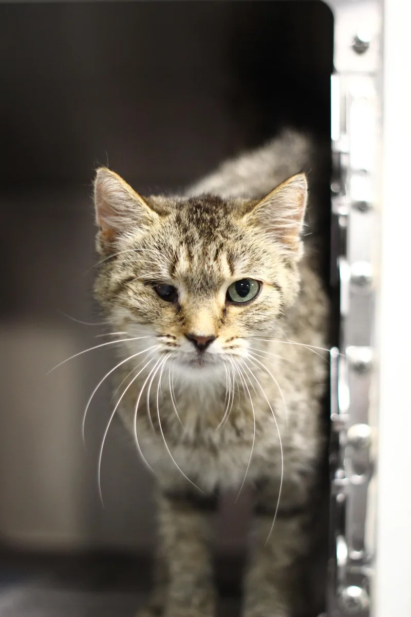 An adult medium-sized female Domestic Short Hair cat named Edna for adoption in Toledo, OH