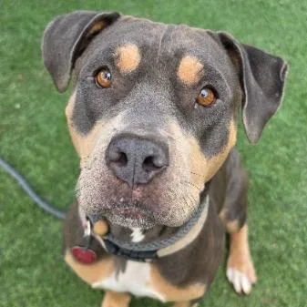 An adult medium-sized female Pit Bull Terrier dog named Tortilla for adoption in Fort Collins, CO