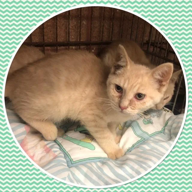 A baby small-sized male Tabby (Buff / Tan / Fawn) Domestic Short Hair cat named Casper for adoption in Buckhannon, WV
