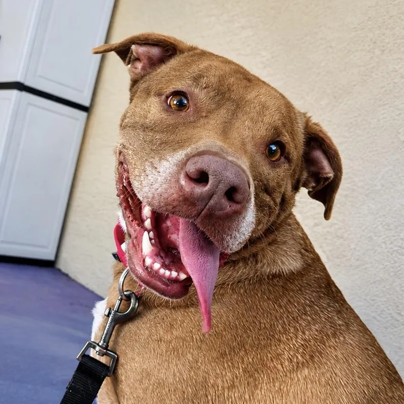 An adult medium-sized male Mixed Breed dog named Chewy for adoption in Titusville, FL
