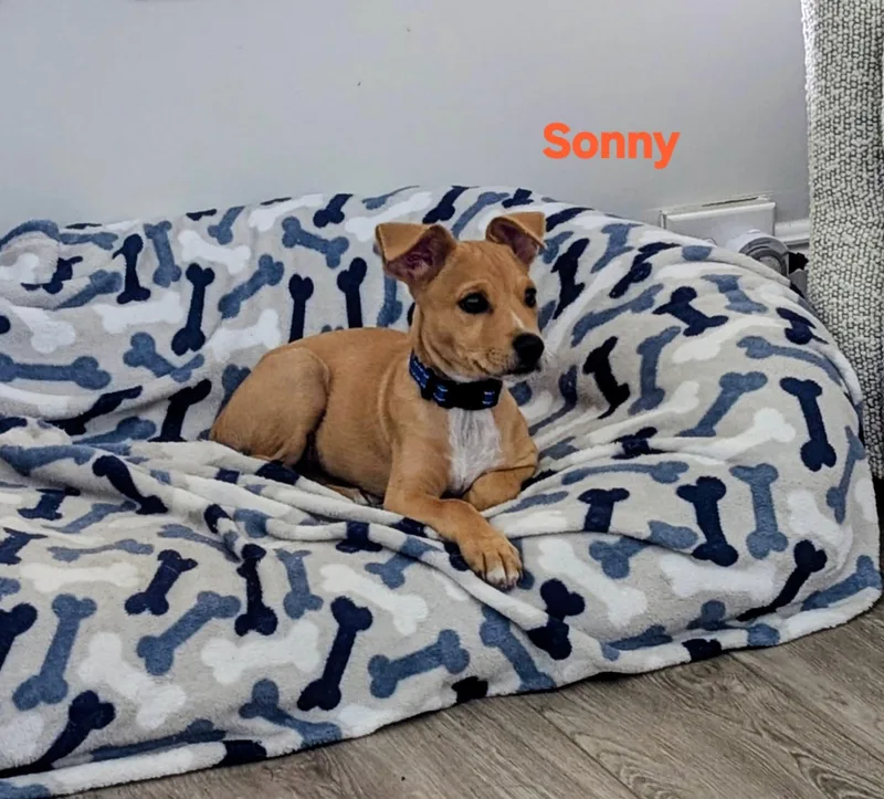 Sonny