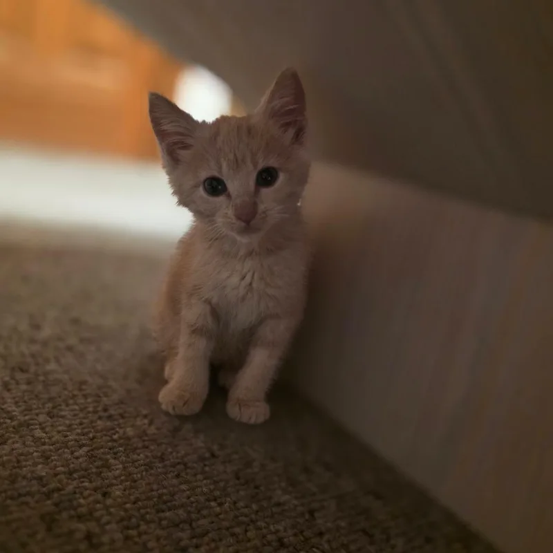 A baby small-sized female Domestic Medium Hair cat named Pineapple for adoption in Chicago, IL