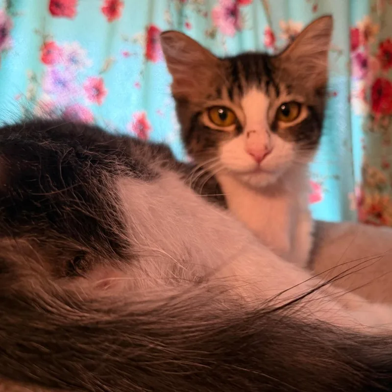 Marmalade