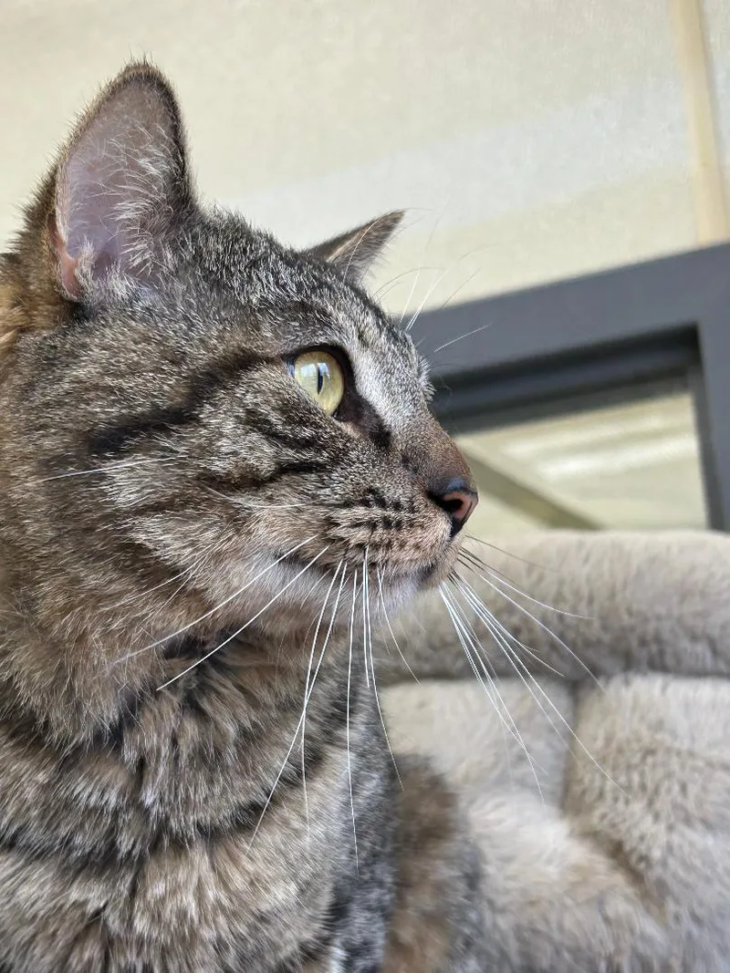 A young large-sized male Brown / Chocolate Tabby cat named Andy for adoption in Lambertville, NJ