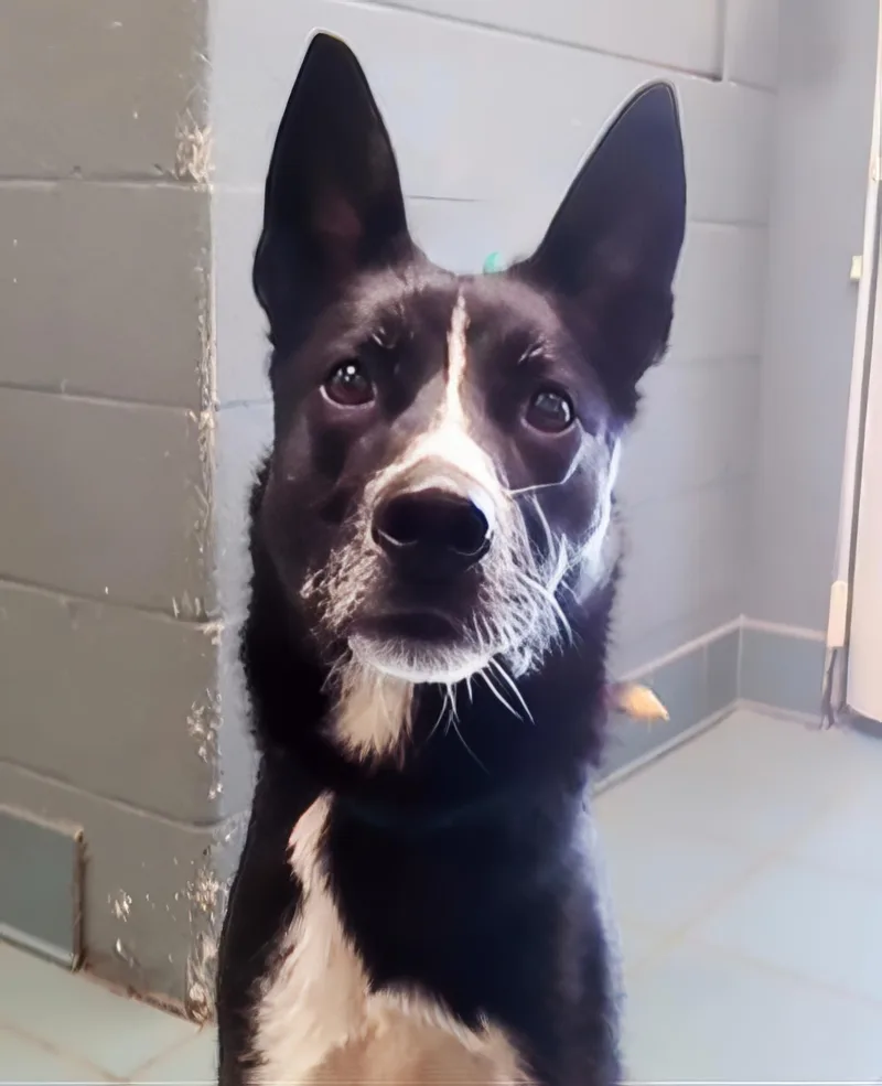 An adult medium-sized male Black Mixed Breed dog named Inkwell for adoption in Nashville, TN