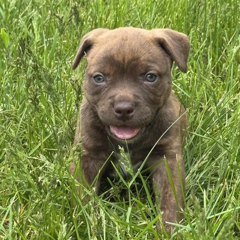 A baby medium-sized female Brown / Chocolate Pit Bull Terrier dog named Becky for adoption in Bristol, IN