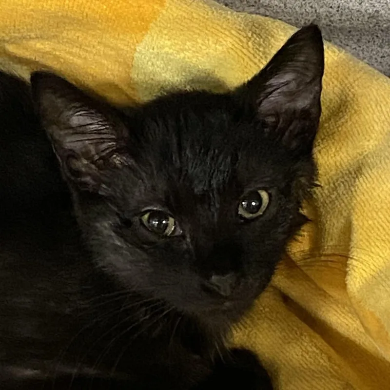 A baby small-sized male Black Domestic Short Hair cat named Haymich for adoption in Sheridan, WY