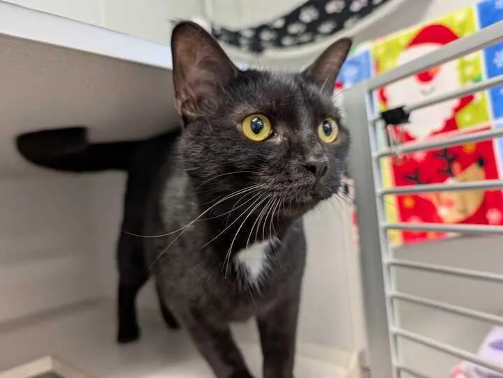 An adult large-sized male Domestic Short Hair cat named Alucard for adoption in Bowling Green, OH