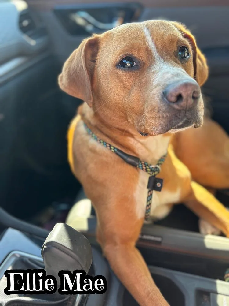 Ellie Mae thumbnail 3