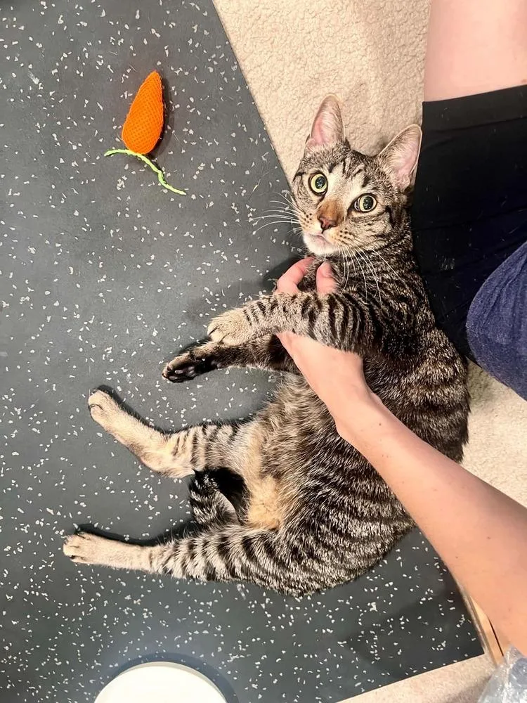 An adult medium-sized male Tabby (Brown / Chocolate) Domestic Short Hair cat named Aiden for adoption in tucson, AZ