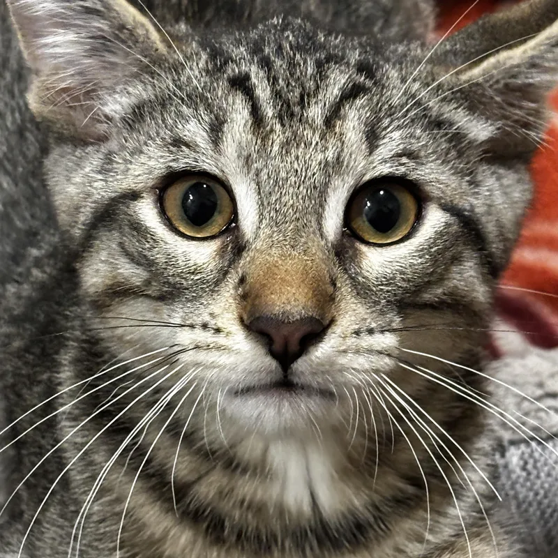 A baby medium-sized male Tabby (Buff / Tan / Fawn) Domestic Short Hair cat named Gatsby for adoption in Rochester, NY