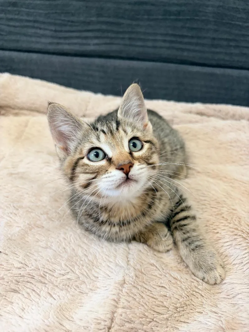 A baby medium-sized male Tabby (Gray / Blue / Silver) Domestic Short Hair cat named Porter for adoption in Pasco, WA