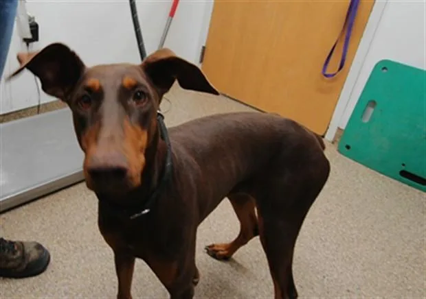 An adult large-sized female Doberman Pinscher dog named Prada for adoption in Albuquerque, NM