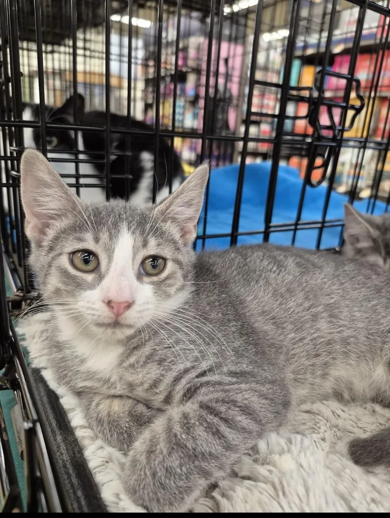 A baby medium-sized male Gray & White Domestic Short Hair cat named Fleetwood Mac for adoption in Little Falls, NJ