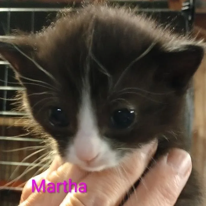 A baby small-sized female Black Domestic Short Hair cat named Martha for adoption in Grand Rapids, MN