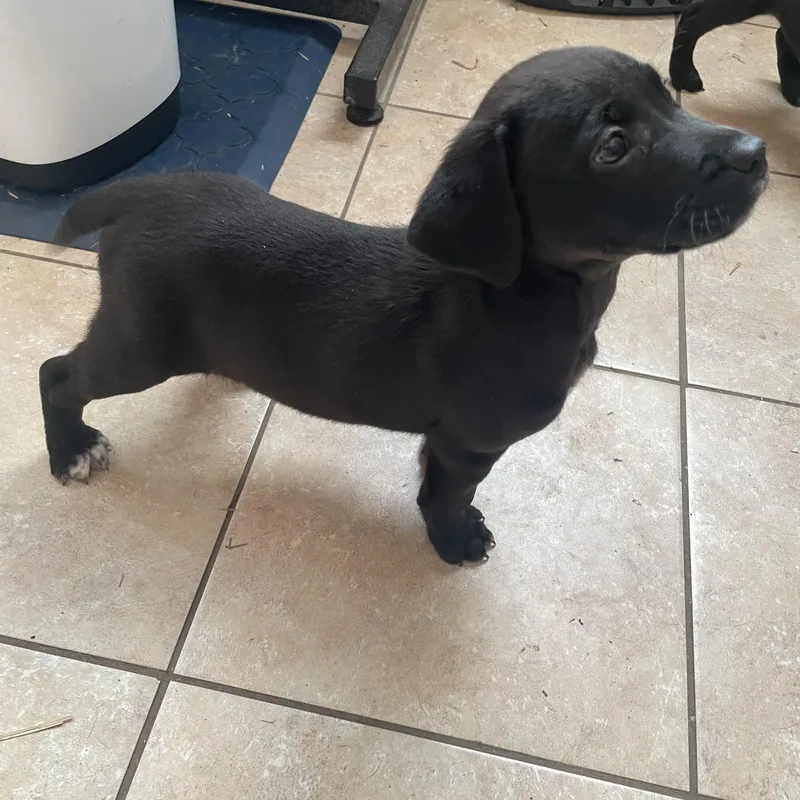 Holden Huzzah thumbnail 3