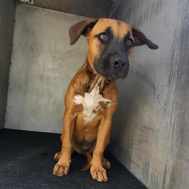 A young small-sized female Labrador Retriever dog named Jubilee for adoption in San Antonio, TX