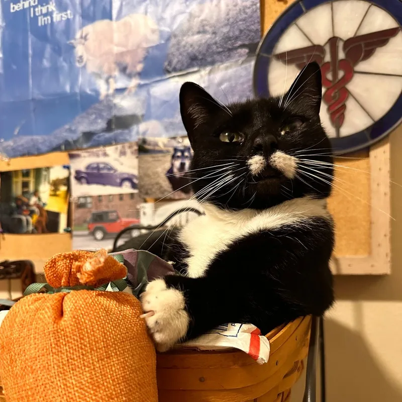 An adult medium-sized female Domestic Short Hair cat named Eva for adoption in Hermiston, OR