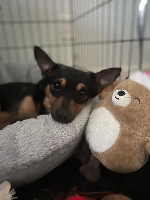 An adult small-sized female Feist dog named Tiny for adoption in Wilmington, NC
