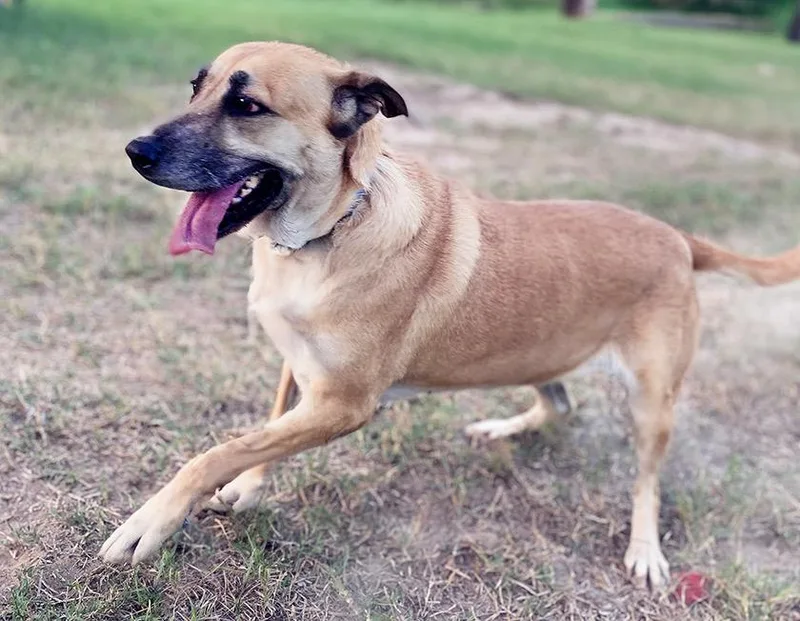An adult large-sized female Yellow / Tan / Blond / Fawn Black Mouth Cur dog named Journey for adoption in Brookeville, MD
