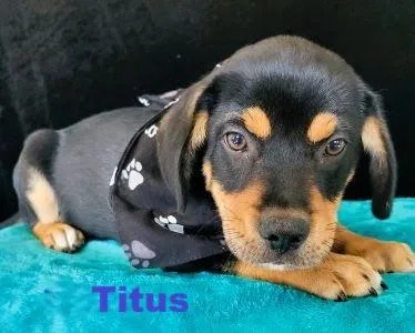 A baby medium-sized male Beagle dog named Titus for adoption in Mount Laurel, NJ