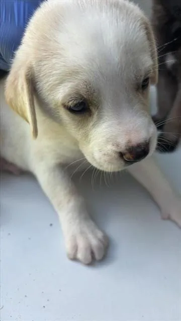 A baby small-sized male Labrador Retriever dog named A for adoption in Houston, TX
