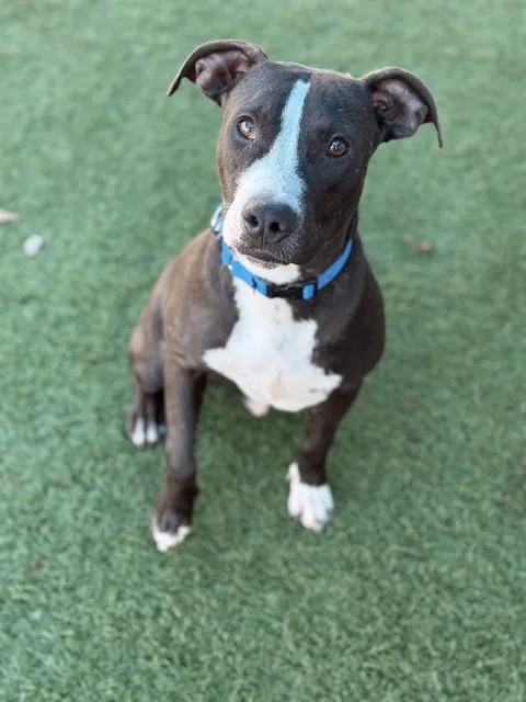 A young medium-sized male Pit Bull Terrier dog named Maxwell for adoption in Dallas, TX