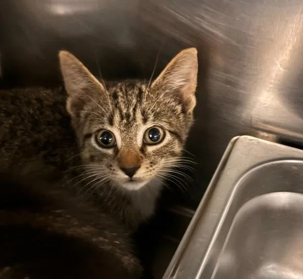 A baby small-sized male Domestic Short Hair cat named Luke for adoption in Des Moines, IA