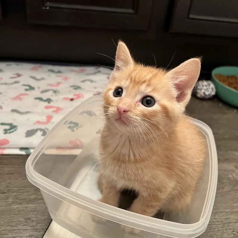 Mini Wheat