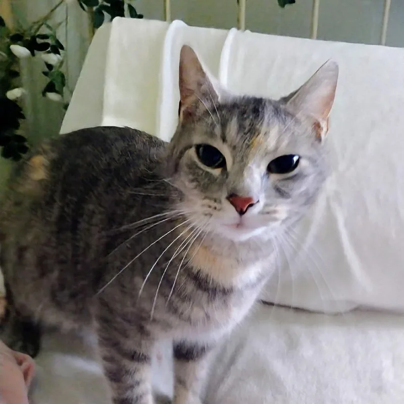 An adult small-sized female Gray / Blue / Silver Domestic Short Hair cat named Sweet Pea for adoption in Carmel, IN