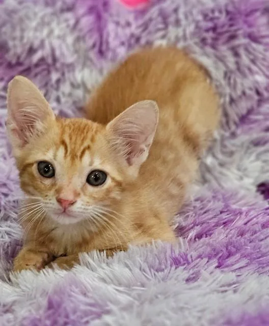 A baby small-sized male Domestic Short Hair cat named Julius for adoption in Fort Walton Beach, FL