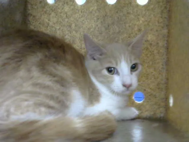 A baby small-sized male Domestic Short Hair cat named Burn for adoption in Albuquerque, NM