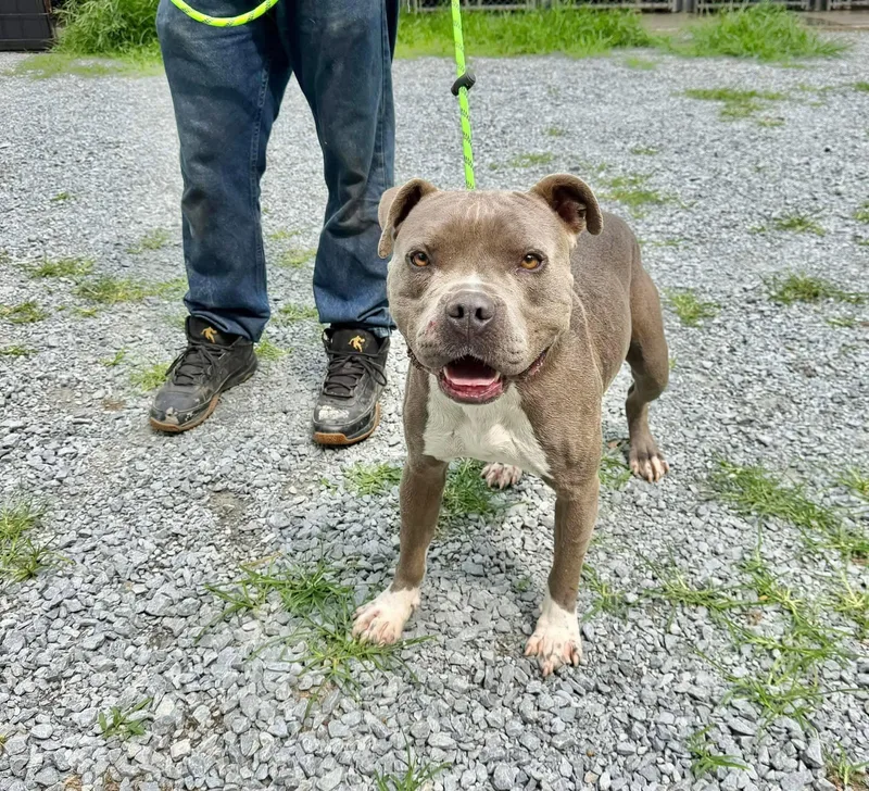 An adult medium-sized male American Staffordshire Terrier dog named Bozo for adoption in Elizabethtown, NC