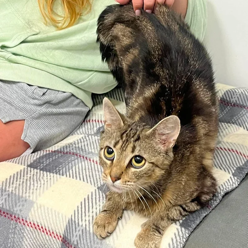 A young medium-sized female Tabby (Brown / Chocolate) Domestic Short Hair cat named Jan for adoption in Bourne, MA