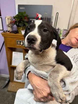 A baby small-sized male Mixed Breed dog named Lip for adoption in West Chester, PA