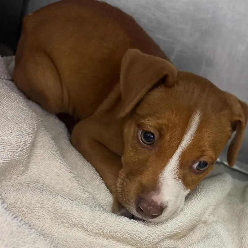 A baby small-sized female Yellow / Tan / Blond / Fawn Terrier dog named Patricia for adoption in Clarksdale, MS