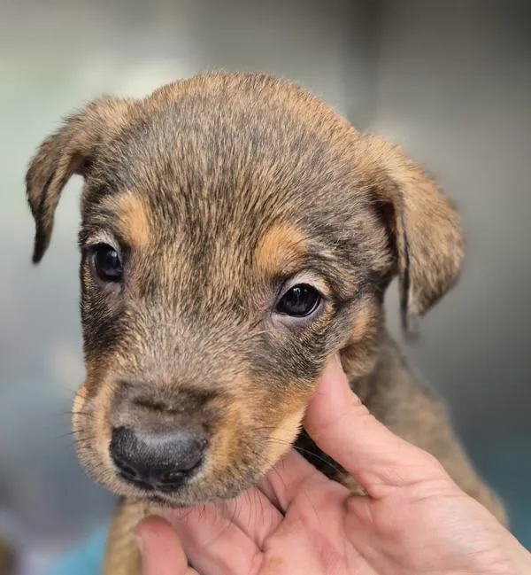 A baby small-sized male German Shepherd Dog dog named Pen Vc for adoption in Lawrenceville, GA